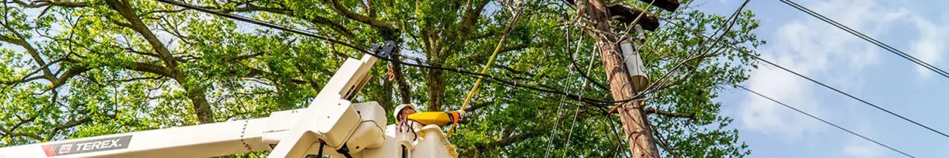 Vegetation Management Banner Image