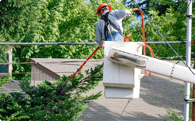 Tree Pruning Contractors